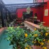 Serre, Pergola et meubles extérieurs